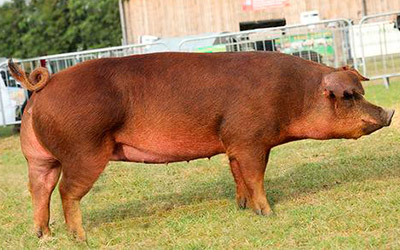 raza de Cerdo Duroc